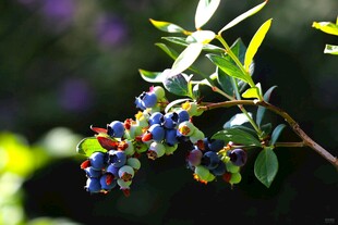 蓝莓