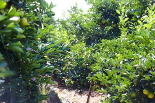 柑橘栽培