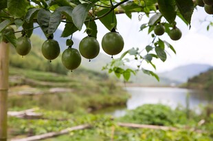百香果栽培