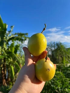 百香果