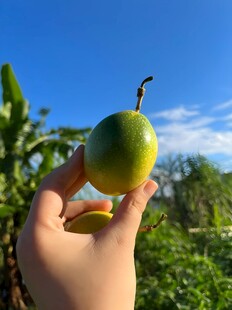 百香果