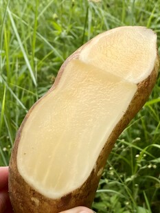 雪莲果
