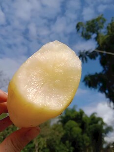 雪莲果