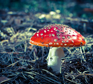 红蘑菇