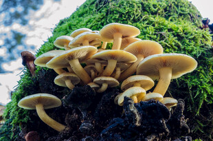 白色蘑菇