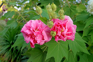 木芙蓉