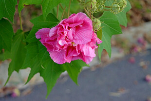 粉色木芙蓉花