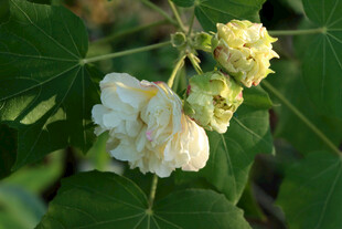 白色木芙蓉花