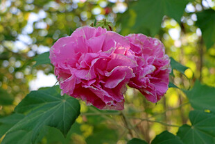 粉色木芙蓉花