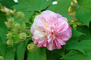 粉色木芙蓉花