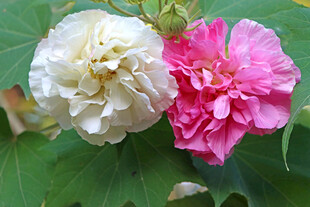 粉色木芙蓉花
