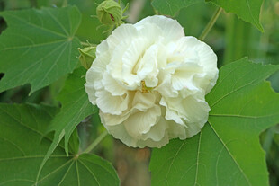 白色木芙蓉花