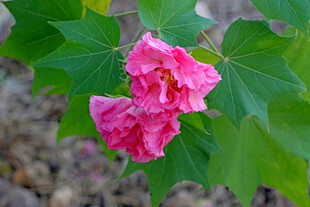 木芙蓉