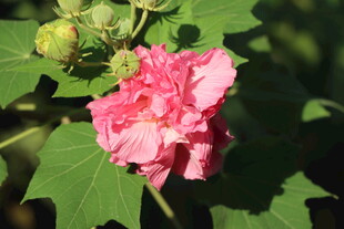 木芙蓉