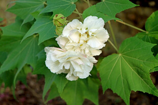 木芙蓉