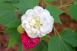 木芙蓉