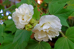 木芙蓉
