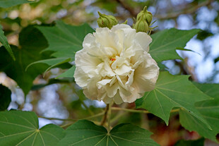 木芙蓉