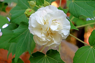 木芙蓉