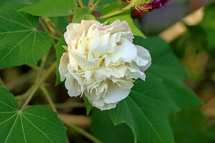 木芙蓉