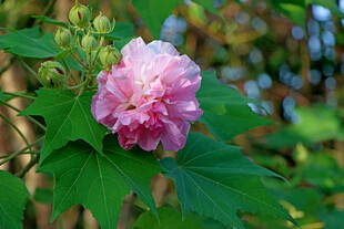 木芙蓉