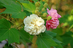 木芙蓉