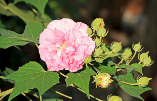 木芙蓉