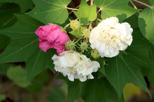 木芙蓉花