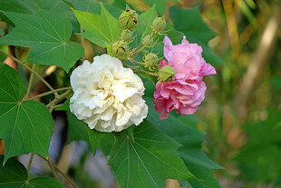 白色木芙蓉花