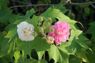 木芙蓉花