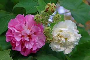 木芙蓉花