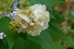 白色木芙蓉花