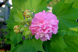木芙蓉