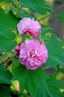 木芙蓉