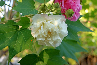 木芙蓉