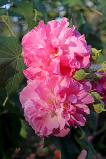 木芙蓉
