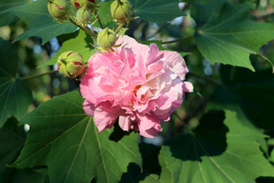 木芙蓉