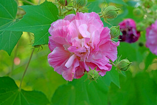木芙蓉