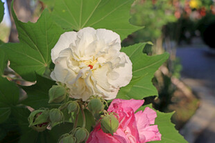 木芙蓉