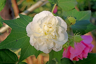 木芙蓉