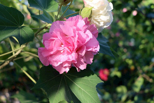 木芙蓉