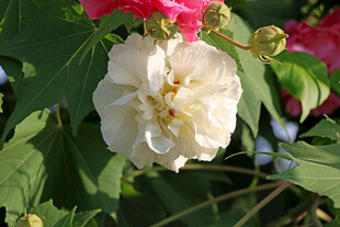 白色木芙蓉花