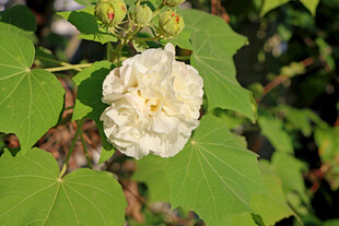 木芙蓉