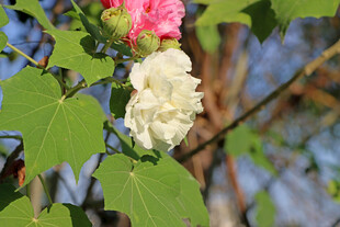 木芙蓉