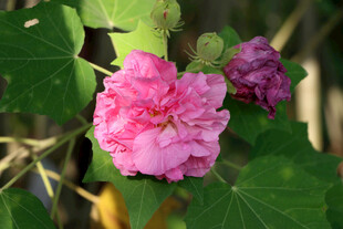 木芙蓉