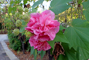 木芙蓉