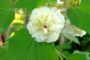 木芙蓉
