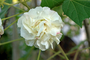 木芙蓉