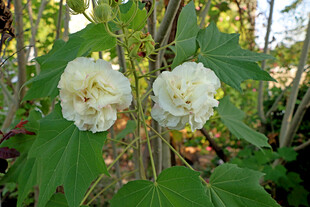 木芙蓉