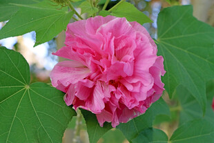 木芙蓉